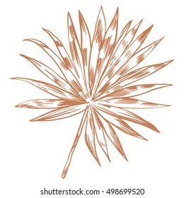 Exotic flowers set. Botanical vector vintage illustration. Design elements.