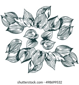 Exotic flowers set. Botanical vector vintage illustration. Design elements.