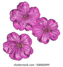 Exotic Flowers Set Botanical Vector Vintage Stock Vector (Royalty Free ...