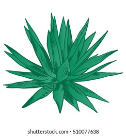 Exotic flowers set. Botanical vector vintage illustration.