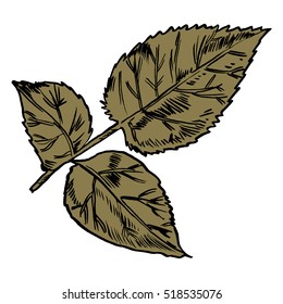 Exotic flowers set. Botanical vector vintage illustration. Design elements.