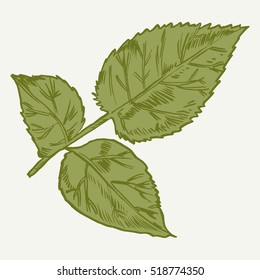 Exotic flowers set. Botanical vector vintage illustration. Design elements.