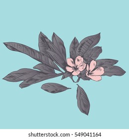 Exotic flowers set. Botanical vector vintage illustration.