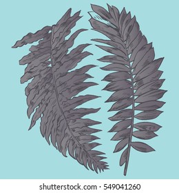 Exotic flowers set. Botanical vector vintage illustration.