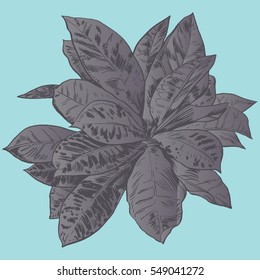 Exotic flowers set. Botanical vector vintage illustration.
