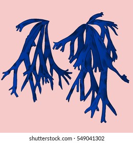 Exotic flowers set. Botanical vector vintage illustration.