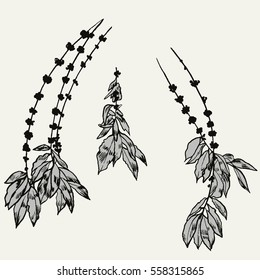 Exotic flowers set. Botanical vector vintage illustration.