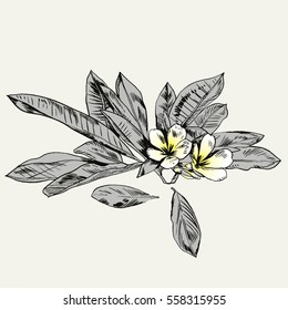 Exotic flowers set. Botanical vector vintage illustration.