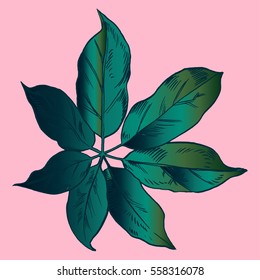 Exotic flowers set. Botanical vector vintage illustration.