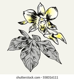 Exotic flowers set. Botanical vector vintage illustration.