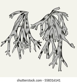 Exotic flowers set. Botanical vector vintage illustration.