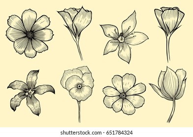 Exotic flowers set. Botanical vector vintage illustration. Design elements.
