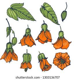 exotic flowers set vector, hand drawing, color