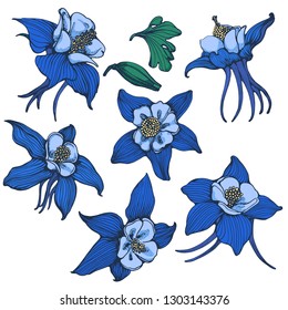 exotic flowers vector set, hand drawing, color, Aquilegia