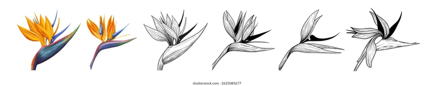 Exotic Flowers Vector Set – Tropical Botanical Line Art. A hand-drawn vector collection of exotic flowers in elegant outline style. Includes hibiscus, strelitzia, lotus, plumeria, protea, and other 