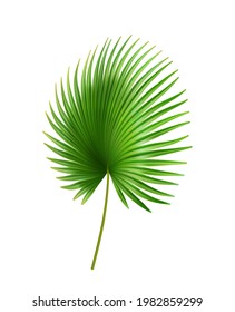 Exotic foliage, palmetto tropical leaves of plant with large size. Isolated bush outdoors decoration of rainforest or jungles. Sabal bermudana flora green vegetation. Realistic 3d cartoon vector