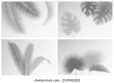 Exotic foliage summer spring rainforest decoration black silhouettes, set of tropical backgrounds. Floral design backdrops collection with rainforest bushes, leaf bushes on transparent