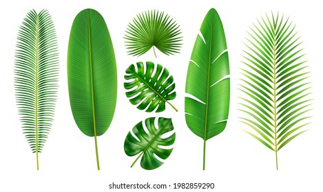 Exotic foliage and tropical leaves, isolated set of flora in different shapes and positions. Branches and leafage of beach, monstera and banana, palm and palmetto, realistic 3d cartoon vector