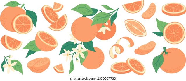 Exotic fresh juicy oranges and peel, sweet mandarin slices, vitamin rich citrus fruits. Hand drawn orange tree branch with flowers, ripe sliced tangerine fruit, healthy diet vegetarian food vector set