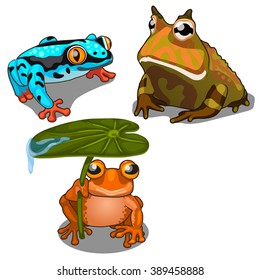 Exotic frog and toad. Animals isolated on a white background. Vector illustration.