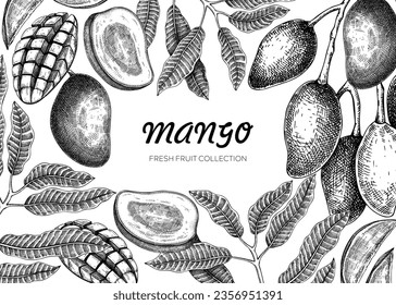 Exotic fruit background. Mango hand-drawn vector illustration. Mango fruit,  tree branches, leaves sketches. Vintage frame, juice packaging, print. Summer design element