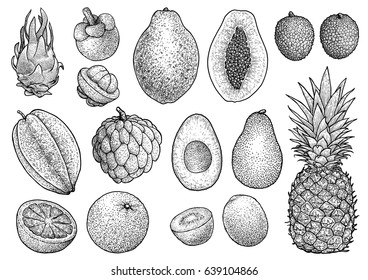 Exotic fruit collection illustration  drawing  engraving  ink  line art  vector
