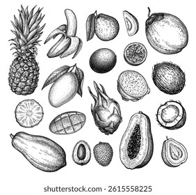 Exotic fruit collection. Ink sketch isolated. Hand drawn vector illustration. Retro style.