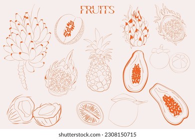 Exotic fruit collection. Tropical fruit. Pineapple, papaya, dragon fruit, banana, coconut, melon, mangosteen. Editable vector illustration.