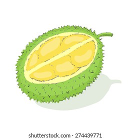Exotic fruit - durian. Isolated on white. Vector illustration.