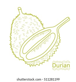 Exotic fruit durian. Line vector illustration of slices fruit.