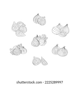 Exotic fruit fig. Vector illustration in hand drawn style.