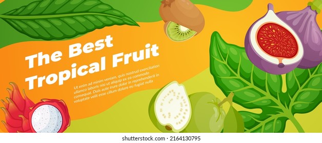 Exotic fruit horizontal advertising banner vector flat illustration. Tropical edible plants jungle Asian food promo poster background kiwi, quince, mangosteen, fig leaflet layout design place for text