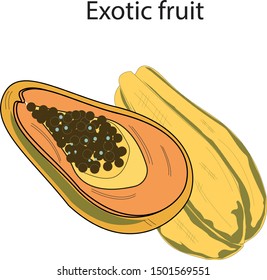 exotic fruit icon and vector to work your design image