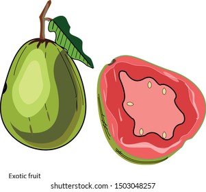 exotic fruit icon and vector to work your design image