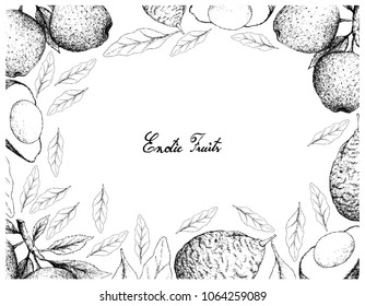 Exotic Fruit, Illustration Frame of Hand Drawn Sketch of Apple or Malus Pumila and Avocado or Persea Americana Fruits Isolated on White Background. 