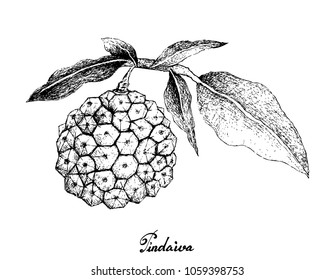 Exotic Fruit, Illustration Hand Drawn Sketch of Pindaiva, Pindaiba, Pindauva or Perovana Fruits Isolated on White Background. 
