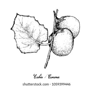 Exotic Fruit, Illustration Hand Drawn Sketch of Cubiu Cocona, Solanum Sessiliflorum Fruit Isolated on White Background.