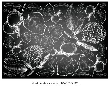 Exotic Fruit, Illustration Wallpaper Background of Hand Drawn Sketch of Cubiu Cocona, Solanum Sessiliflorum and Pindaiva, Pindaiba, Pindauva or Perovana Fruits on Black Chalkboard.