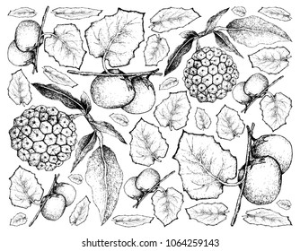 Exotic Fruit, Illustration Wallpaper Background of Hand Drawn Sketch of Cubiu Cocona, Solanum Sessiliflorum and Pindaiva, Pindaiba, Pindauva or Perovana Fruits.
