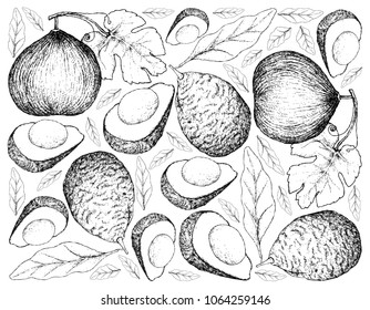 Exotic Fruit, Illustration Wallpaper Background of Hand Drawn Sketch of Casaba Melon and Avocado or Persea Americana Fruits.