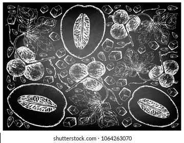 Exotic Fruit, Illustration Wallpaper Background of Hand Drawn Sketch of Honeydew Melon or Cucumis Melo and Native Bryony, Striped Cucumber or Diplocyclos Palmatus Fruits on Black Chalkboard.