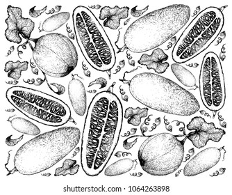 Exotic Fruit, Illustration Wallpaper Background of Hand Drawn Sketch of Honeydew Melon or Cucumis Melo Fruits.