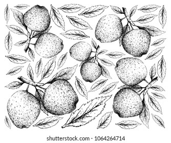 Exotic Fruit, Illustration Wallpaper Background of Hand Drawn Sketch of Apple or Malus Pumila Fruits. High in Vitamin C, K, B6 and Riboflavin with Dietary Fiber.
