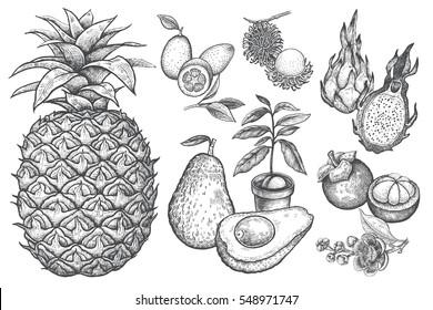 rambutan drawing