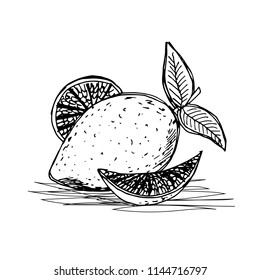 Exotic fruit lemon hand drawn on a white background.Organic food. Color book. Fashion in a vector illustration