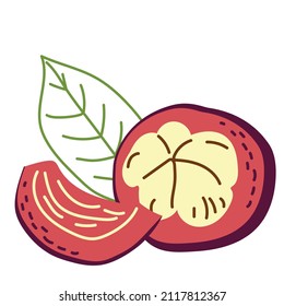 Exotic fruit mangosteen half. Vector hand-drawn illustration on a white background