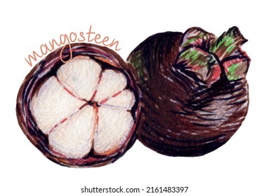 Exotic fruit mangosteen. Hand drawn mangosteen isolated on white background. Vector illustration.