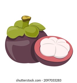 Exotic fruit mangosteen vector isolated. Illustration of fresh ripe tropical product. Slice of mangosteen.