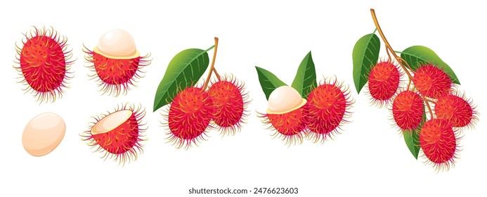 Exotic fruit rambutan.Set of fresh fruits.Rambutan on a branch,peeled rambutan,whole.Vector illustration.