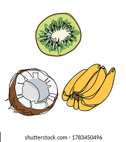 Exotic fruit set kiwi banana and coconut vector graphics illustration tropical art